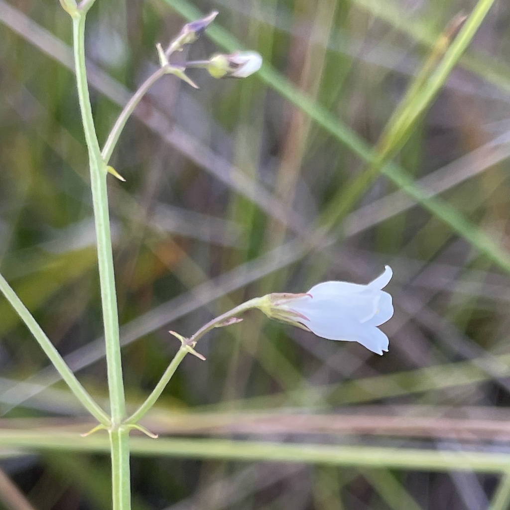 Curtia verticillaris