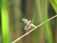 Pachydiplax longipennis