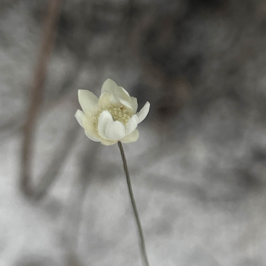 Comanthera aciphylla