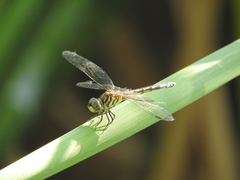 Pachydiplax longipennis