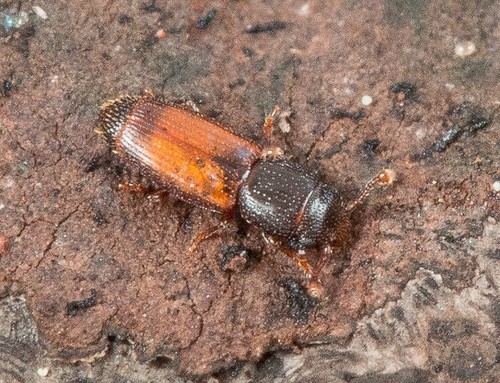 Género Bactridium · NaturaLista Mexico