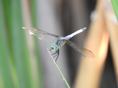 Pachydiplax longipennis