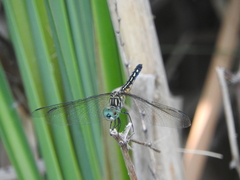 Pachydiplax longipennis