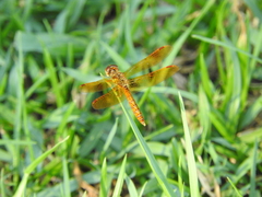 Perithemis tenera