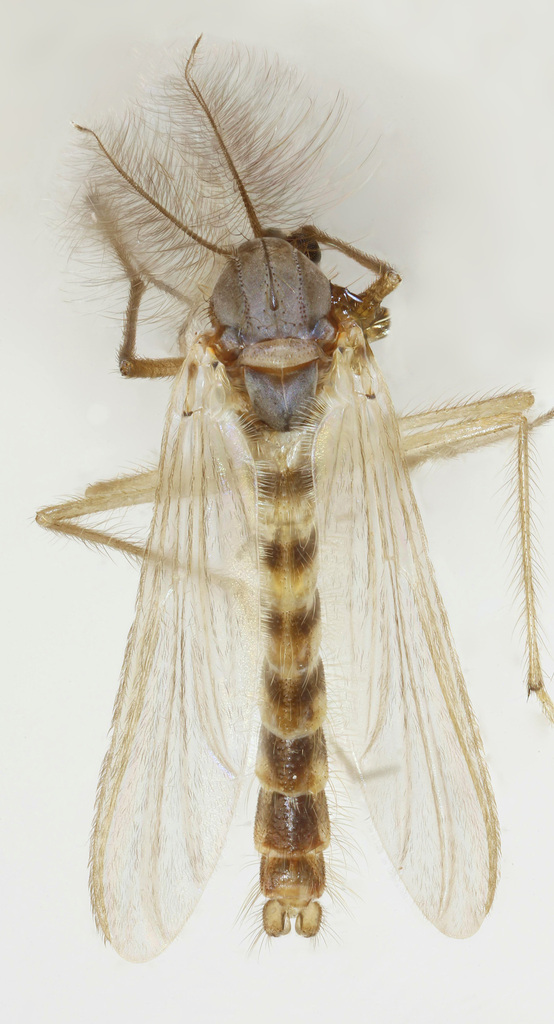 Arctopelopia