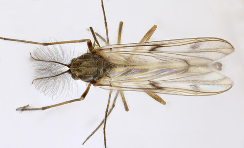Macropelopia nebulosa