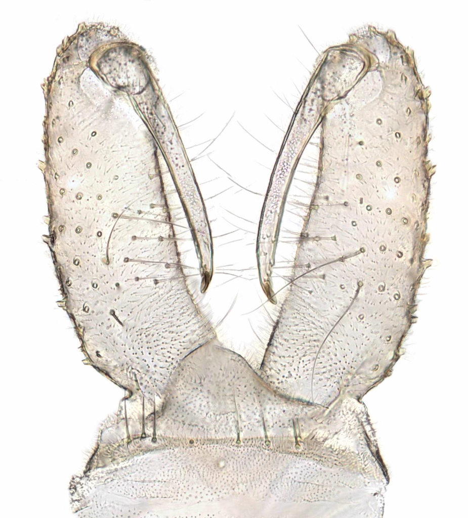Zavrelimyia barbatipes