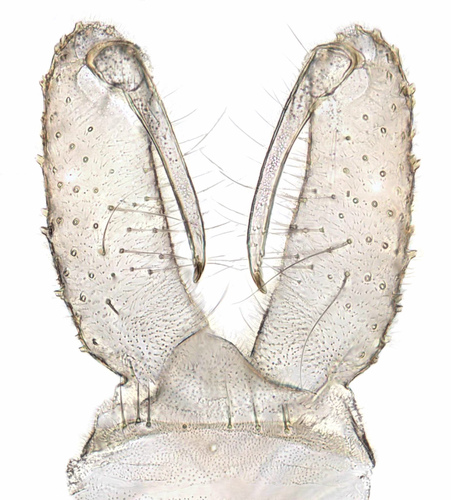 Zavrelimyia barbatipes