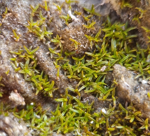 Aloina ambigua observed 2025-03-03