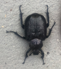 Osmoderma scabra