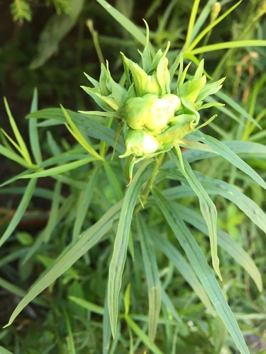 Rhopalomyia lobata photo 5