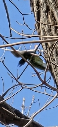 Pileated Woodpecker photographed in Iowa