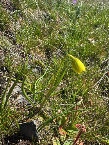 Foto de Fritillaria pudica