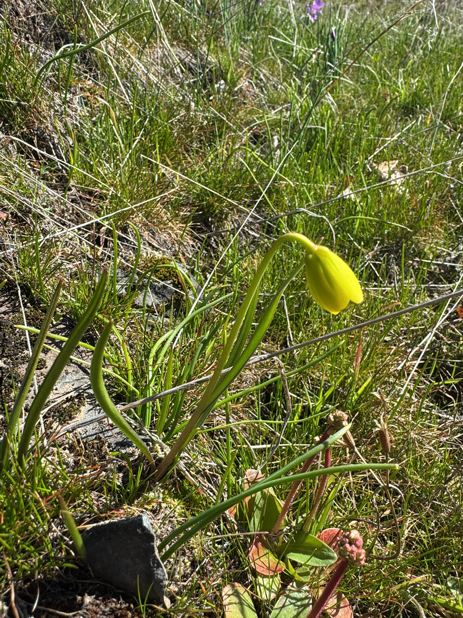 Imagem de Fritillaria pudica não possui um nome popular amplamente reconhecido no Brasil