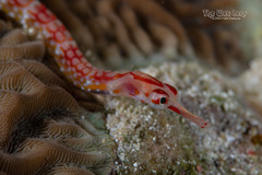 Black-Breasted Pipefish photo 2