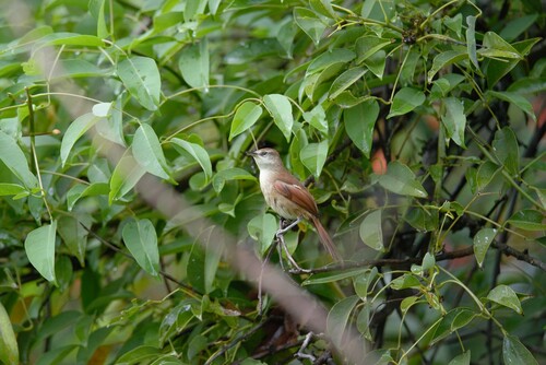 Gelbkinn-Riedschlüpfer (Certhiaxis cinnamomeus)