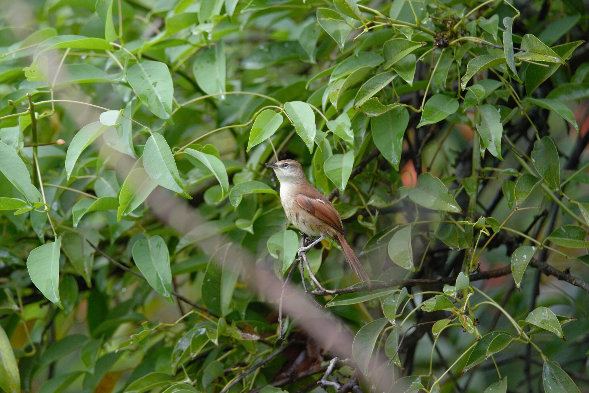 Yellow-chinned Spinetail (Certhiaxis cinnamomeus)