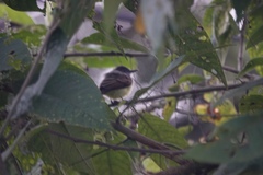 Myiarchus tuberculifer