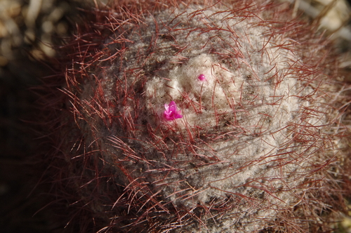 Melocactus macracanthos