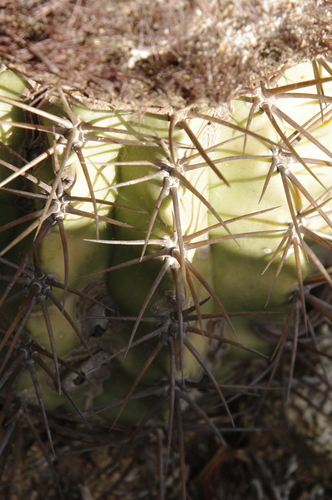 Melocactus macracanthos