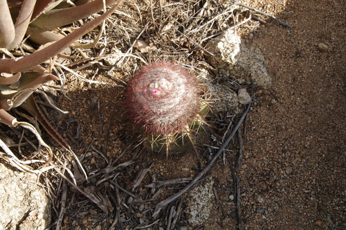 Melocactus macracanthos