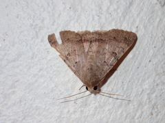 Pandesma