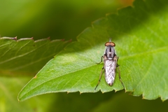 Ozodiceromyia notata