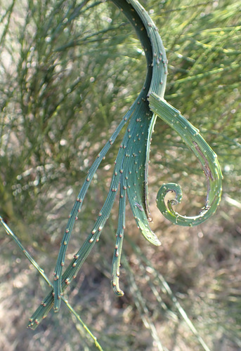 Cytisus scoparius