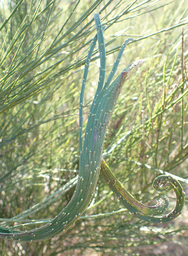 Cytisus scoparius