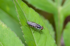 Ozodiceromyia notata