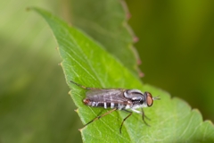 Ozodiceromyia notata