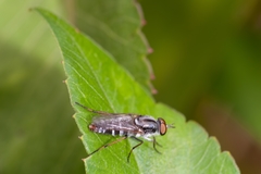 Ozodiceromyia notata