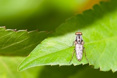 Ozodiceromyia notata