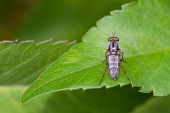 Ozodiceromyia notata