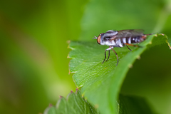Ozodiceromyia notata