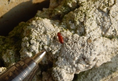 Tribolium castaneum