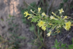 Oenothera rhombipetala