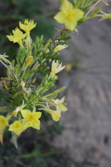 Oenothera rhombipetala