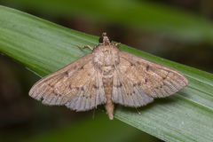 Phostria