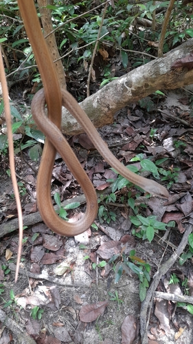 Central American Lizard Eater