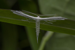 Pterophorus lacteipennis