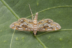 Parapoynx diminutalis