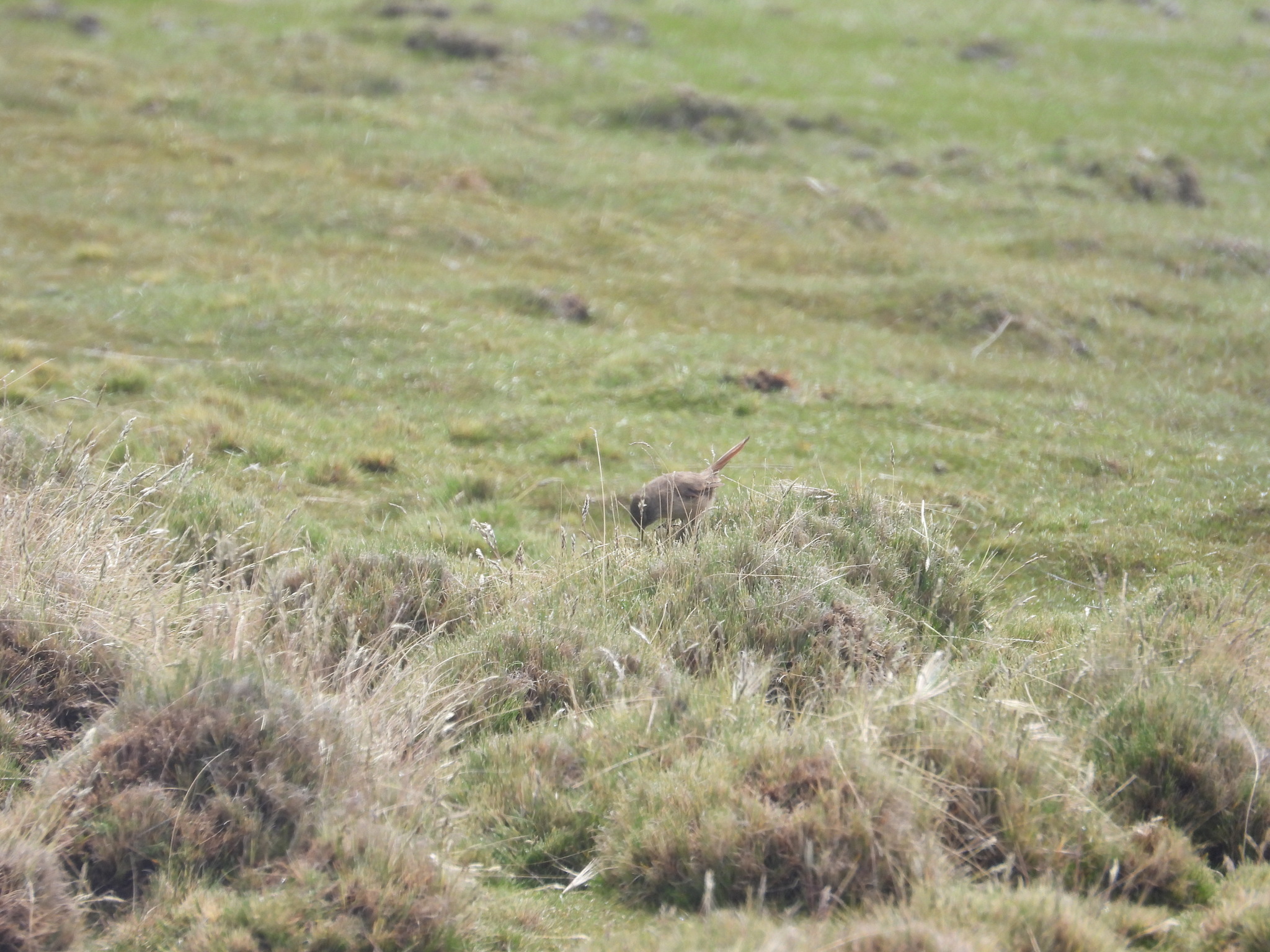 Cordilleran Canastero (Asthenes modesta), photo 10