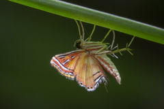 Ambia decoralis