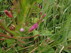 Epilobium ciliatum watsonii