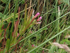 Epilobium ciliatum watsonii
