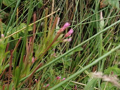 Epilobium ciliatum watsonii