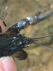 Cambarus carinirostris