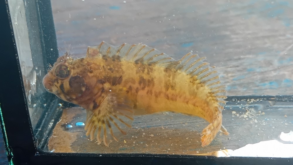 Banana blenny (Hypleurochilus bananensis) — Blenniidae