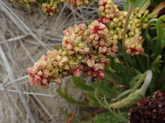 Rumex crassus